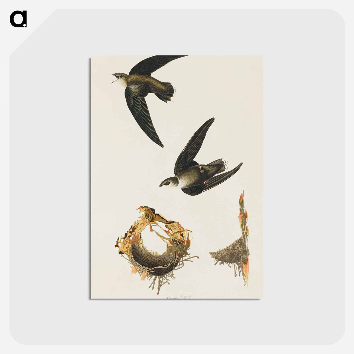アートポストカード-American Swift from Birds of America
 - アメリカの鳥たち Postcard.