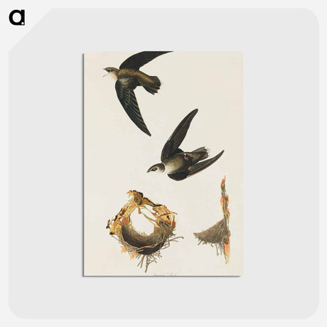 アートポストカード-American Swift from Birds of America
 - アメリカの鳥たち Postcard.
