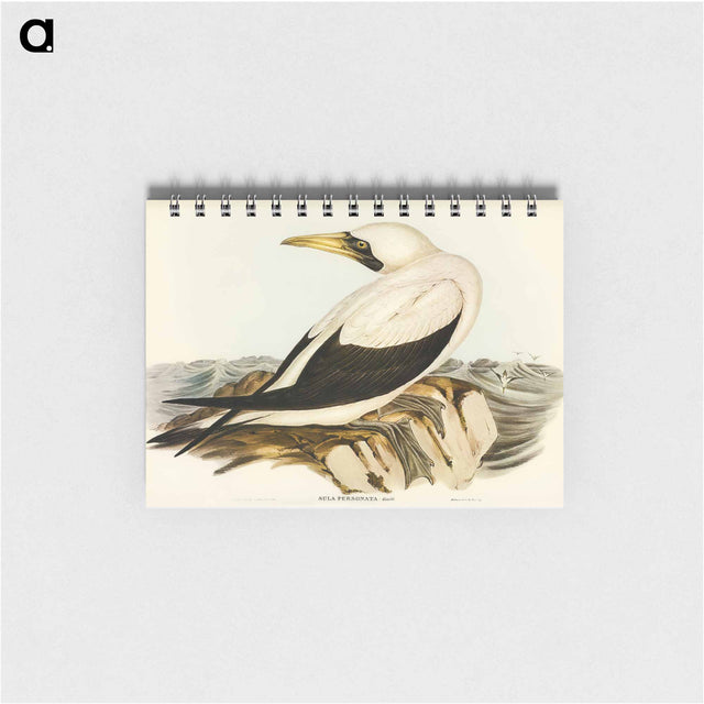 アートメモ帳-Masked Gannet
 - オーストラリアの鳥 Memo.