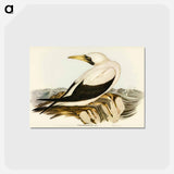 アートポストカード-Masked Gannet
 - オーストラリアの鳥 Postcard.