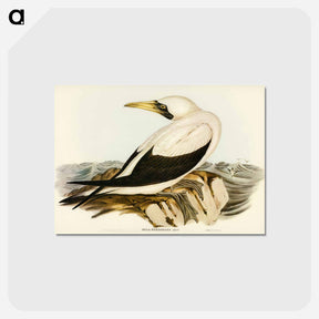 アートポストカード-Masked Gannet
 - オーストラリアの鳥 Postcard.