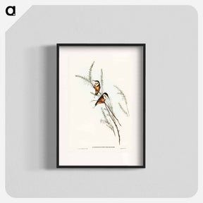 アートポスター-Slender-billed Spine-bill
 - ジョン グールド Poster.