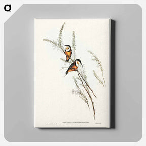 アートパネル-Slender-billed Spine-bill
 - ジョン グールド Canvas.