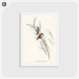 アートポストカード-Slender-billed Spine-bill
 - ジョン グールド Postcard.