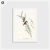 アートポストカード-Slender-billed Spine-bill
 - ジョン グールド Postcard.