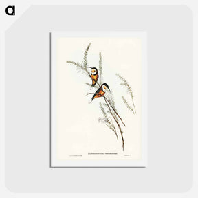 アートポストカード-Slender-billed Spine-bill
 - ジョン グールド Postcard.