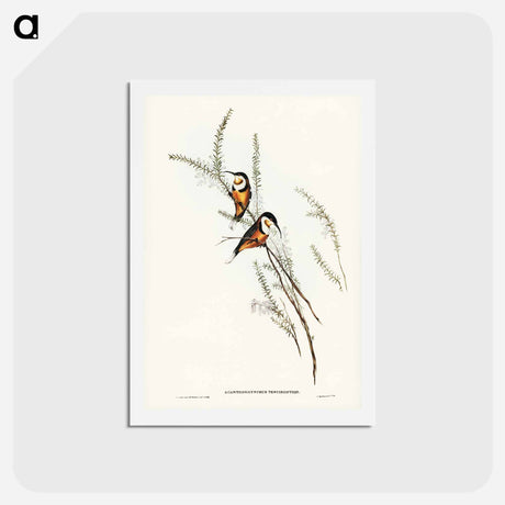 アートポストカード-Slender-billed Spine-bill
 - ジョン グールド Postcard.