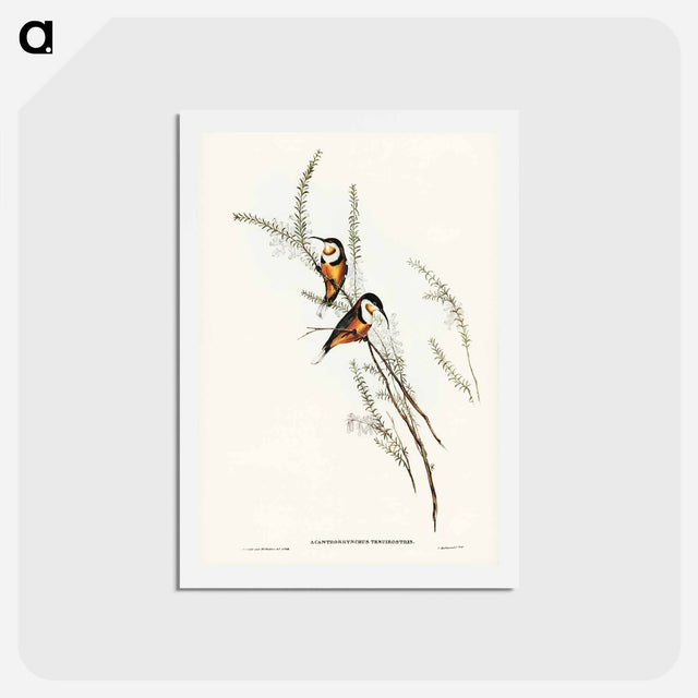アートポストカード-Slender-billed Spine-bill
 - ジョン グールド Postcard.