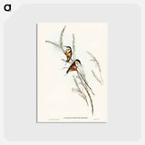 アートポストカード-Slender-billed Spine-bill
 - ジョン グールド Postcard.