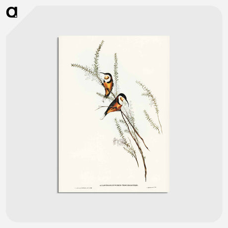 アートポストカード-Slender-billed Spine-bill
 - ジョン グールド Postcard.