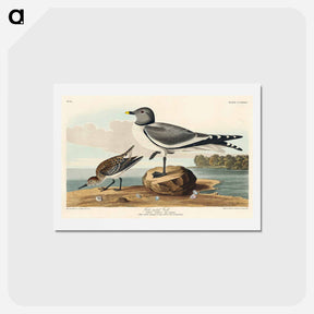 アートポストカード-Fork-tailed Gull
 - ジョン ジェームス オーデュボン Postcard.