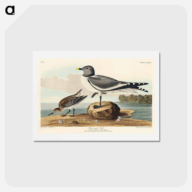 アートポストカード-Fork-tailed Gull
 - ジョン ジェームス オーデュボン Postcard.