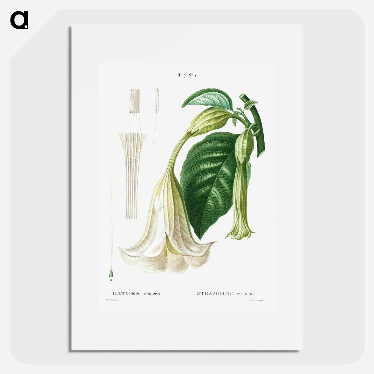 Angel's trumpet - Pierre Joseph Redouté Poster.