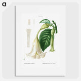 Angel's trumpet - Pierre Joseph Redouté Poster.