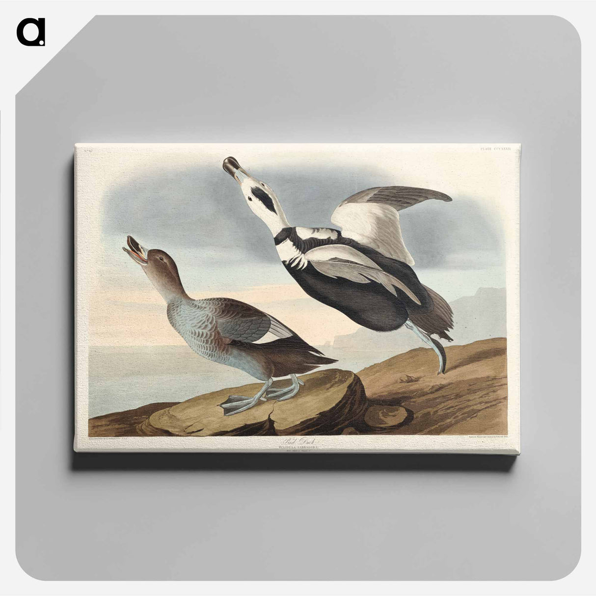 アートパネル-Pied Duck from Birds of America
 - アメリカの鳥たち Canvas.