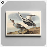 アートパネル-Pied Duck from Birds of America
 - アメリカの鳥たち Canvas.