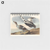 アートメモ帳-Pied Duck from Birds of America
 - アメリカの鳥たち Memo.