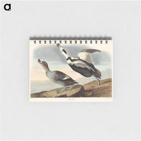 アートメモ帳-Pied Duck from Birds of America
 - アメリカの鳥たち Memo.