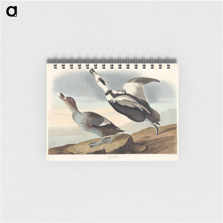 アートメモ帳-Pied Duck from Birds of America
 - アメリカの鳥たち Memo.
