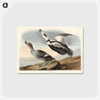 アートポストカード-Pied Duck from Birds of America
 - アメリカの鳥たち Postcard.