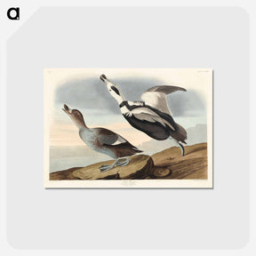 アートポストカード-Pied Duck from Birds of America
 - アメリカの鳥たち Postcard.