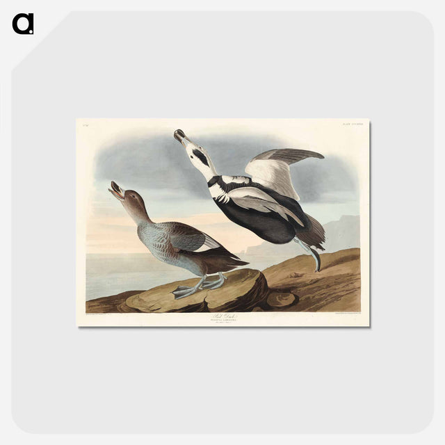 アートポストカード-Pied Duck from Birds of America
 - アメリカの鳥たち Postcard.
