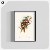 アートポスター-Helmeted Honey-eater
 - オーストラリアの鳥 Poster.