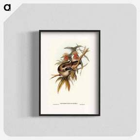 アートポスター-Helmeted Honey-eater
 - オーストラリアの鳥 Poster.