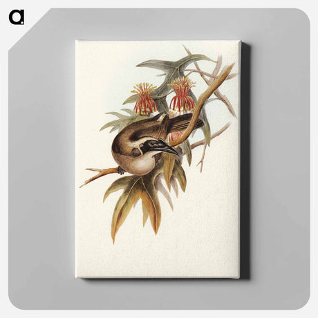 アートパネル-Helmeted Honey-eater
 - オーストラリアの鳥 Canvas.