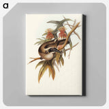 Helmeted Honey-eater
 - オーストラリアの鳥 Canvas.