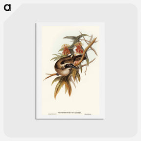 アートポストカード-Helmeted Honey-eater
 - オーストラリアの鳥 Postcard.