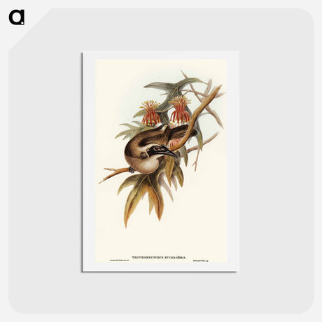 アートポストカード-Helmeted Honey-eater
 - オーストラリアの鳥 Postcard.