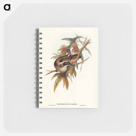 アートメモ帳-Helmeted Honey-eater
 - オーストラリアの鳥 Memo.