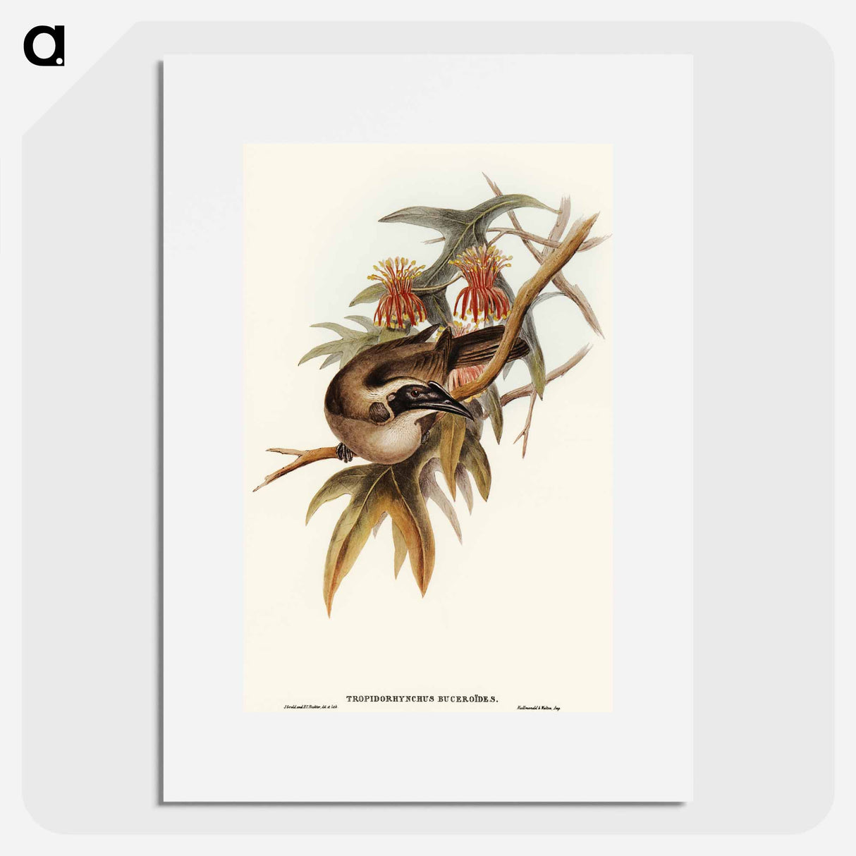 アートポスター-Helmeted Honey-eater
 - オーストラリアの鳥 Poster.