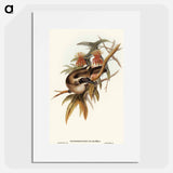 アートポスター-Helmeted Honey-eater
 - オーストラリアの鳥 Poster.
