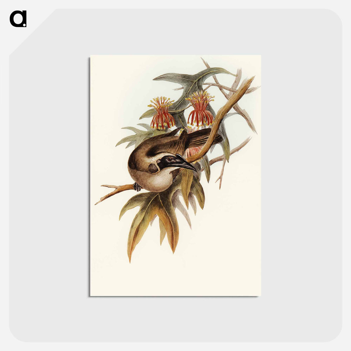 アートポストカード-Helmeted Honey-eater
 - オーストラリアの鳥 Postcard.