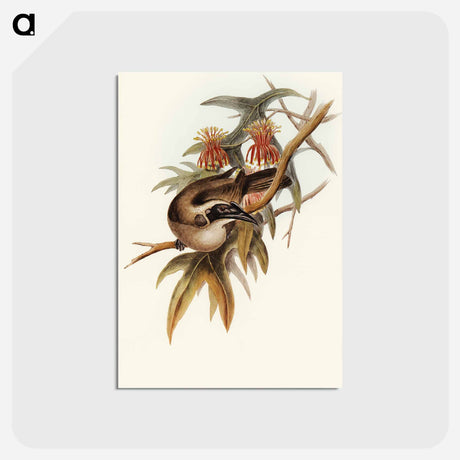 アートポストカード-Helmeted Honey-eater
 - オーストラリアの鳥 Postcard.