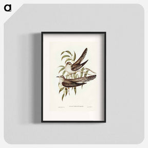 アートポスター-Unadorned Cuckoo
 - ジョン グールド Poster.