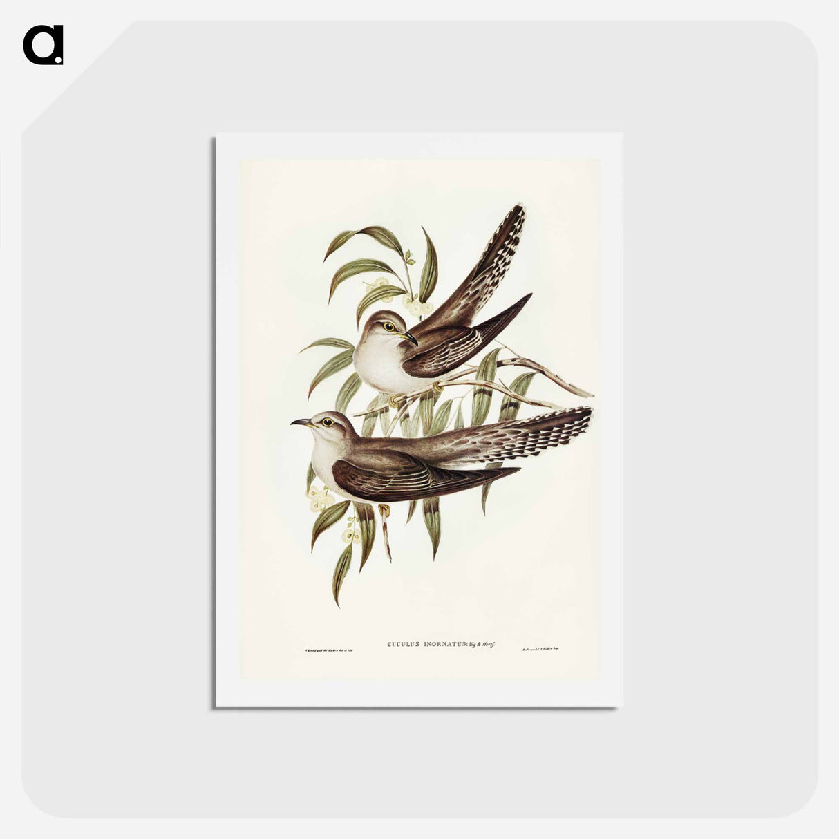 アートポストカード-Unadorned Cuckoo
 - ジョン グールド Postcard.