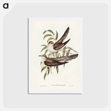 アートポストカード-Unadorned Cuckoo
 - ジョン グールド Postcard.