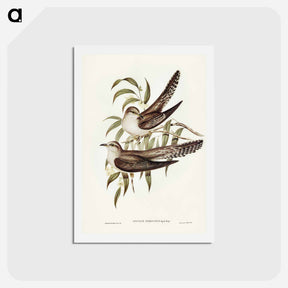 アートポストカード-Unadorned Cuckoo
 - ジョン グールド Postcard.