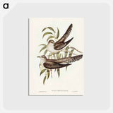 アートポストカード-Unadorned Cuckoo
 - ジョン グールド Postcard.