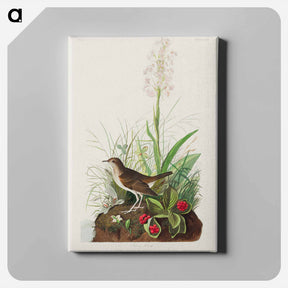 アートパネル-Tawny Thrush
 - ジョン ジェームス オーデュボン Canvas.