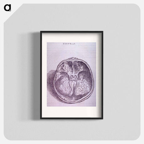 アートポスター-Superior View of the Base of the Skull
 - 国立医学図書館 Poster.