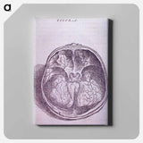 アートパネル-Superior View of the Base of the Skull
 - 国立医学図書館 Canvas.