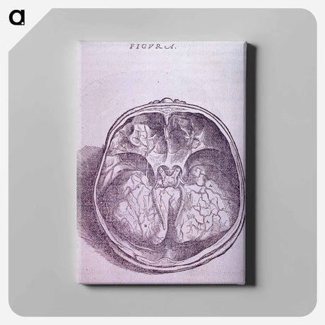 アートパネル-Superior View of the Base of the Skull
 - 国立医学図書館 Canvas.
