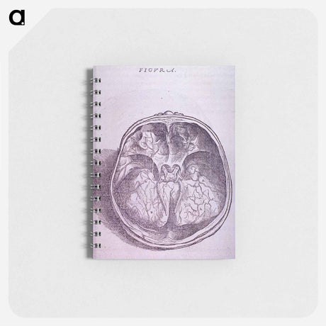 アートメモ帳-Superior View of the Base of the Skull
 - 国立医学図書館 Memo.