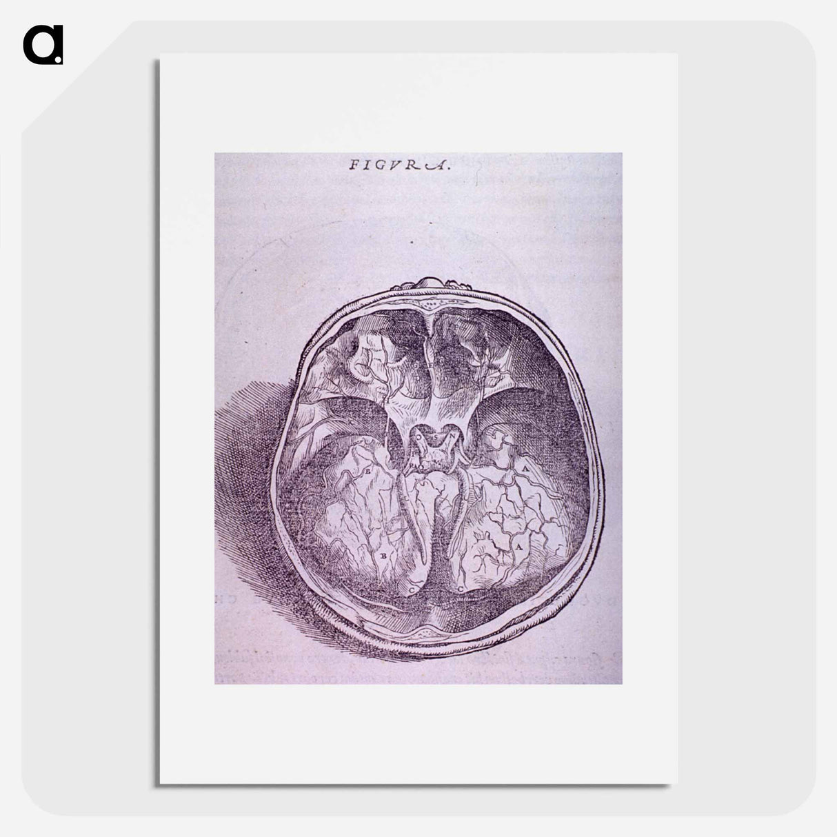 アートポスター-Superior View of the Base of the Skull
 - 国立医学図書館 Poster.