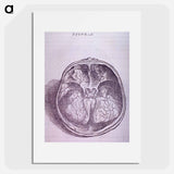 アートポスター-Superior View of the Base of the Skull
 - 国立医学図書館 Poster.
