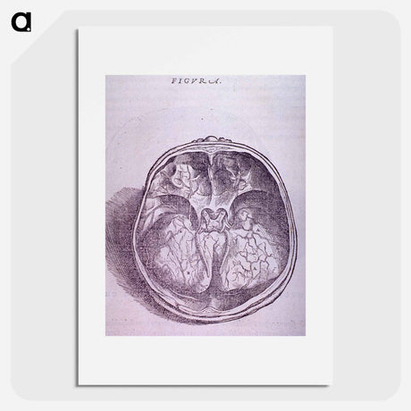 アートポスター-Superior View of the Base of the Skull
 - 国立医学図書館 Poster.
